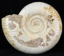Perisphinctes Ammonite - Jurassic #31761-1